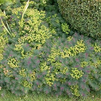 Euphorbia cyparissias