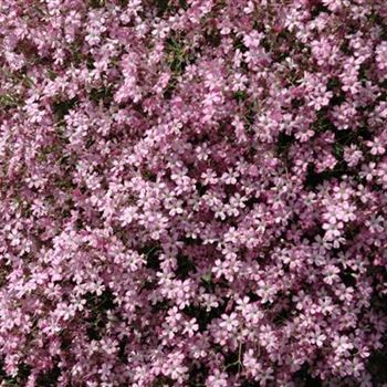 Gypsophila repens 'Rosea'