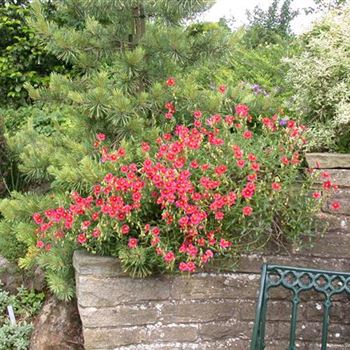 Helianthemum 'Blutströpfchen'