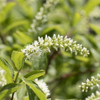 Itea virginica 'Henry´s Garnet'