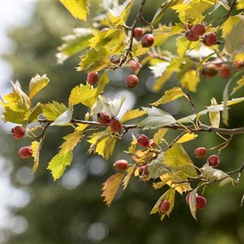 Crataegus coccinea