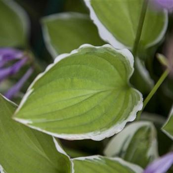 Hosta