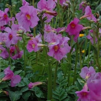 Incarvillea delavayi