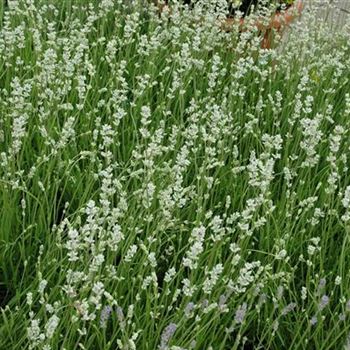 Lavandula angustifolia 'Alba'