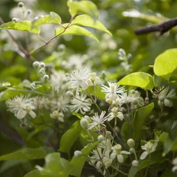 Clematis vitalba