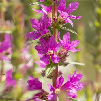 Lythrum salicaria