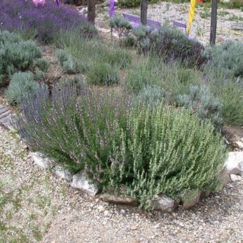 Lavandula x intermedia 'Grappenhall'