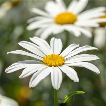 Leucanthemum x superbum 'Gruppenstolz'