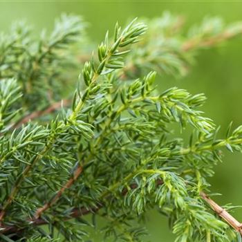 Juniperus squamata 'Holger'