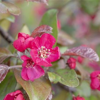 Malus 'Scarlet'