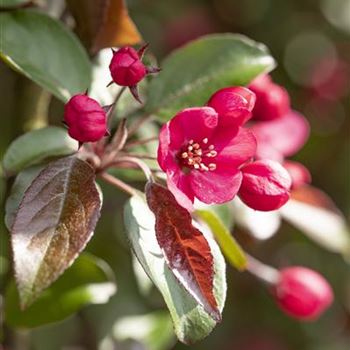 Malus 'Scarlet'