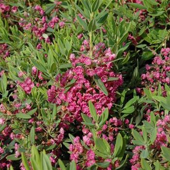 Kalmia latifolia