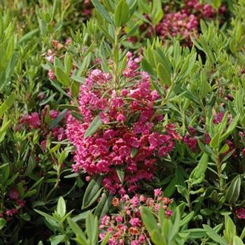 Kalmia latifolia