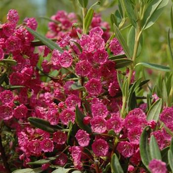 Kalmia latifolia