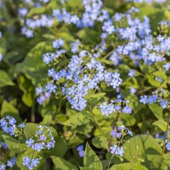 Brunnera macrophylla