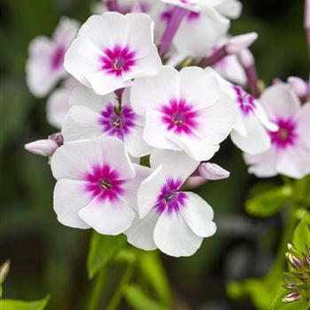 Phlox paniculata