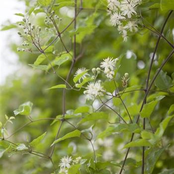 Clematis vitalba