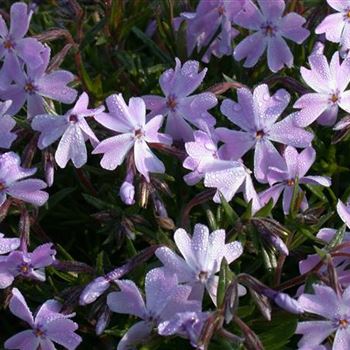 Phlox subulata 'Emerald Cushion Blue'