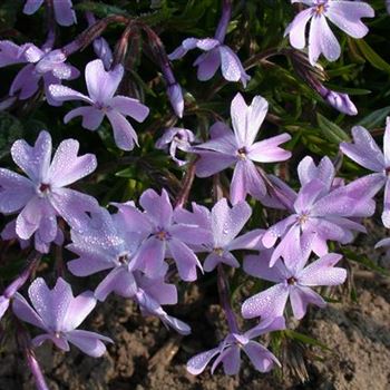 Phlox subulata 'Emerald Cushion Blue'