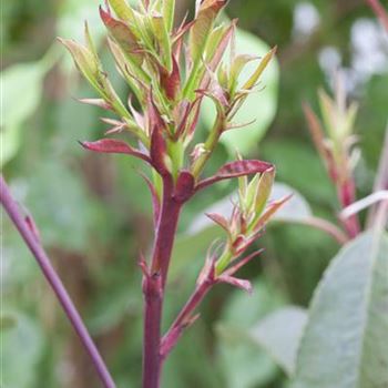 Photinia fraseri 'Little Red Robin'