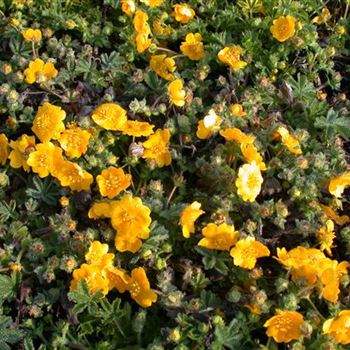 Potentilla neumanniana