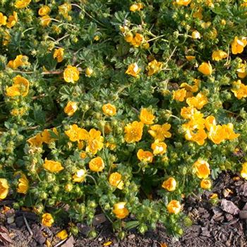 Potentilla neumanniana