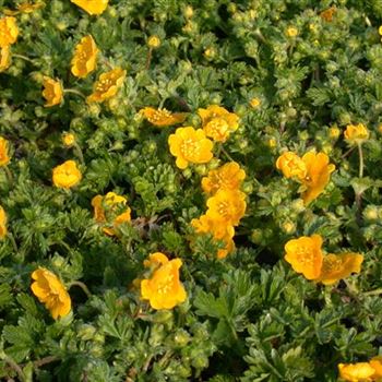 Potentilla neumanniana