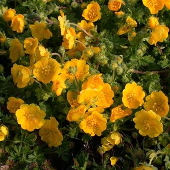 Potentilla neumanniana