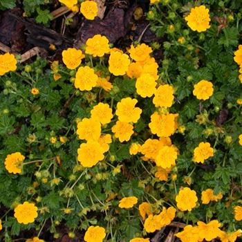 Potentilla neumanniana