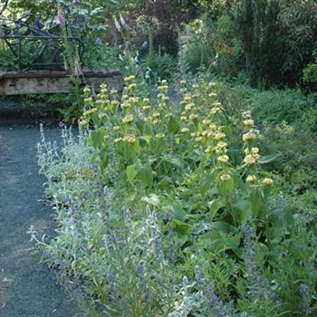 Phlomis russeliana