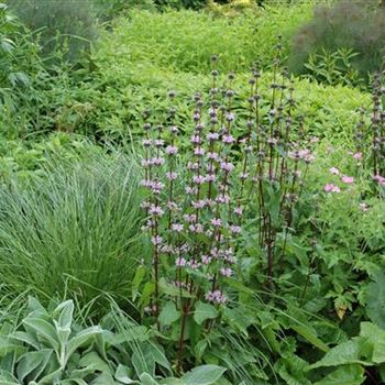 Phlomis tuberosa