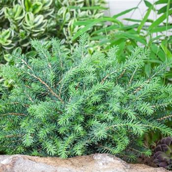 Picea omorika 'Karel'