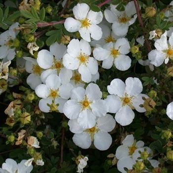 Potentilla fruticosa 'Abbotswood'