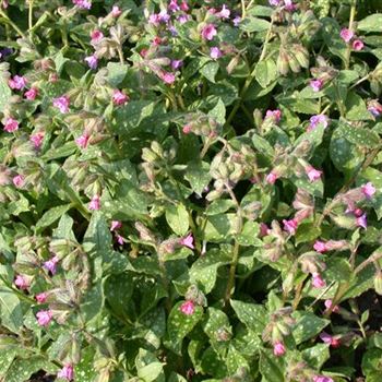 Pulmonaria saccharata 'Mrs Moon'