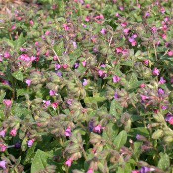 Pulmonaria saccharata 'Mrs Moon'