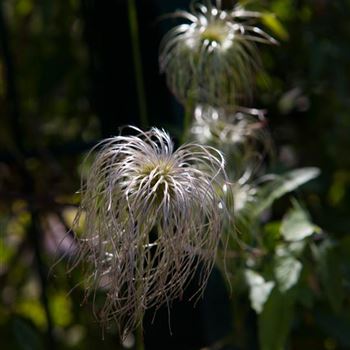 Clematis vitalba