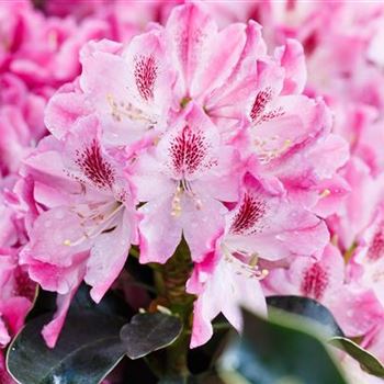 Rhododendron 'Helen Martin'