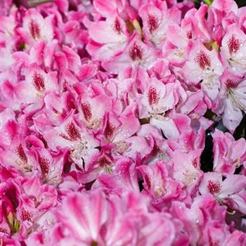 Rhododendron 'Helen Martin'