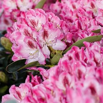 Rhododendron 'Helen Martin'