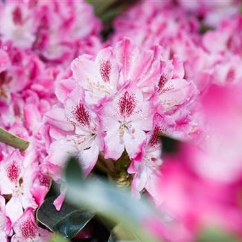 Rhododendron 'Helen Martin'