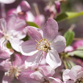 Malus 'Hillieri'