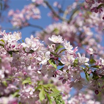 Malus 'Hillieri'