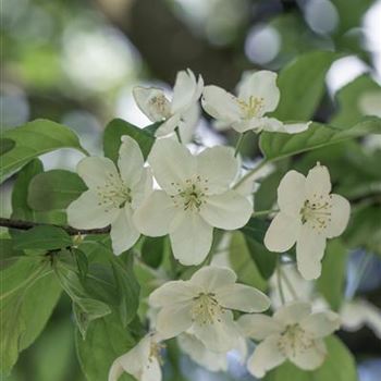 Malus x zumi 'Professor Sprenger'