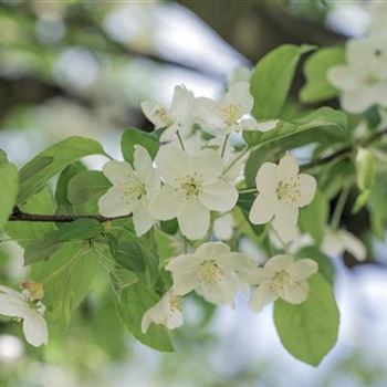 Malus x zumi 'Professor Sprenger'