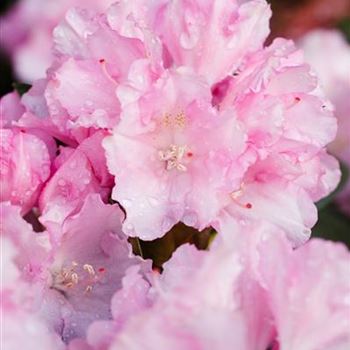 Rhododendron yakushimanum 'Blurettia'