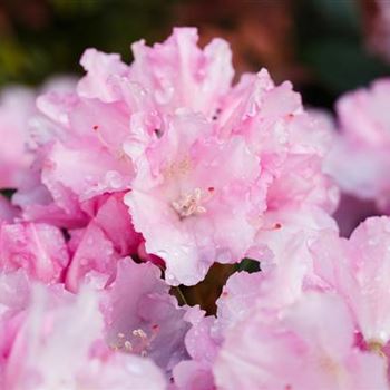 Rhododendron yakushimanum 'Blurettia'