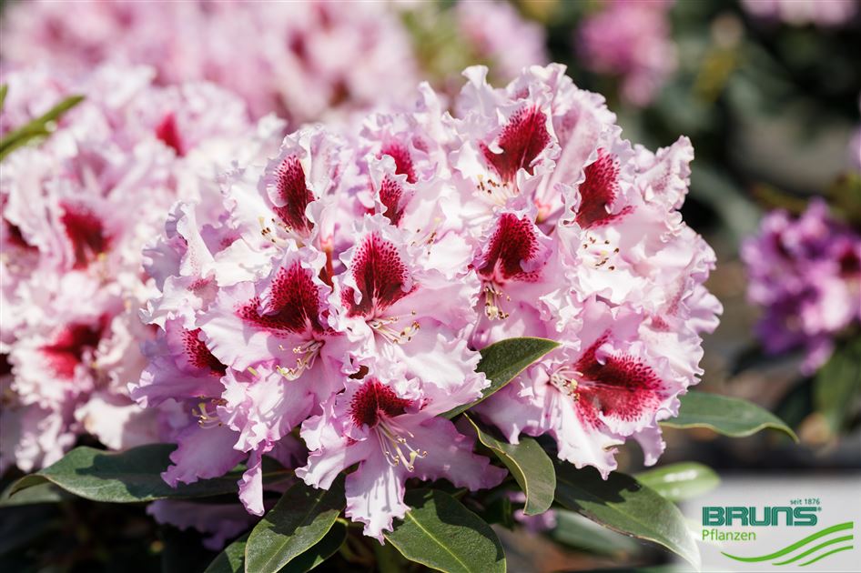 Rhododendron Inkarho (R) 'Kabarett' (R) von Bruns Pflanzen