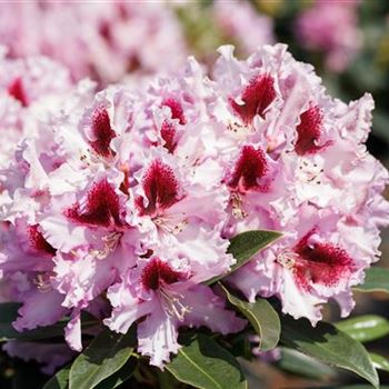 Rhododendron 'Kabarett'®