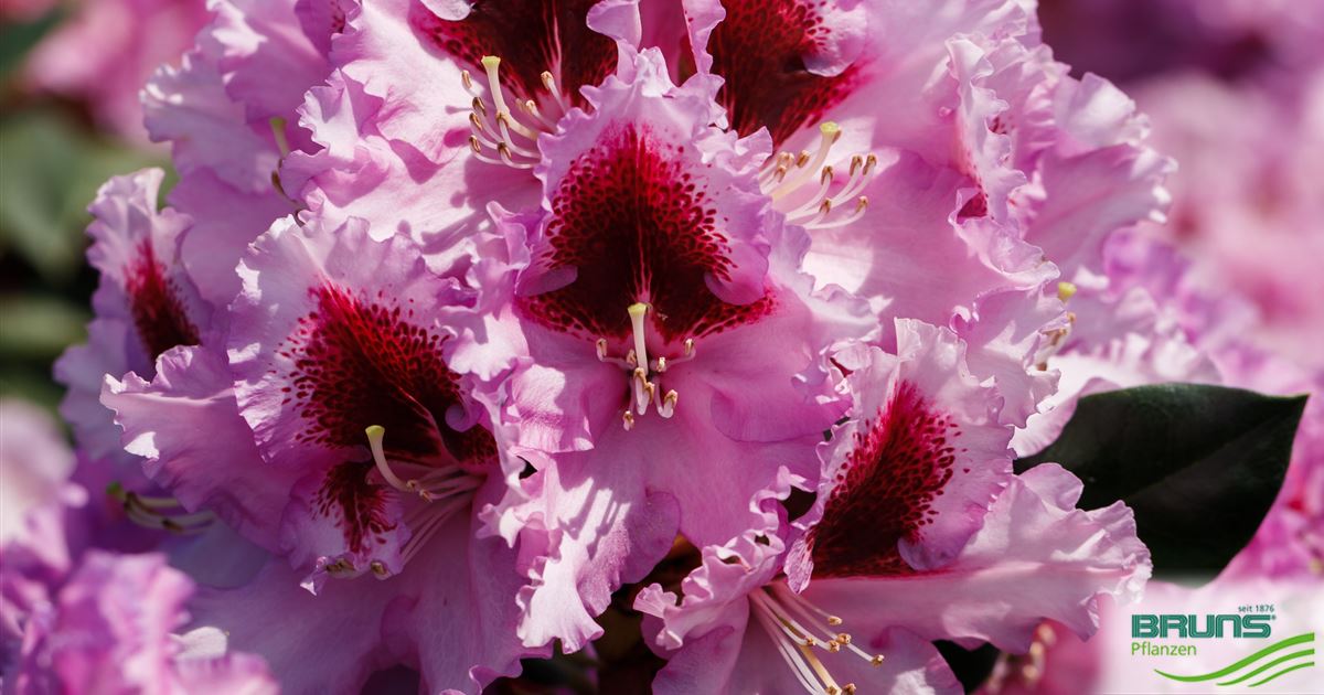 Rhododendron Inkarho (R) 'Kabarett' (R) von Bruns Pflanzen
