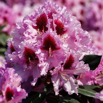 Rhododendron 'Kabarett'®